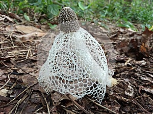 Phallus indusiatus, commonly called theÃÂ bamboo mushrooms,ÃÂ bamboo pith,ÃÂ long net stinkhorn.